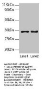 PTDSS1 Antibody