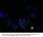 PTDSS1 Antibody