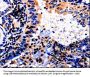 ALOX5 Antibody