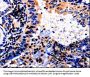 ALOX5 Antibody