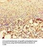RAC1 Antibody