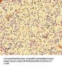 RAC1 Antibody