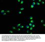 RAC1 Antibody