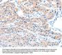 ADAM32 Antibody