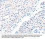 ADAM32 Antibody