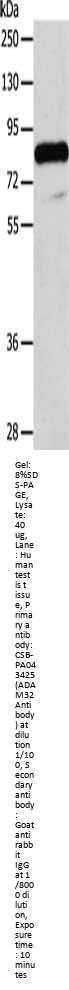 ADAM32 Antibody