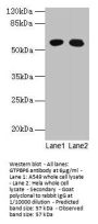 GTPBP6 Antibody