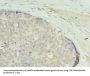 GTPBP6 Antibody