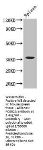 FCGR2A Antibody