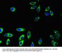FCGR2A Antibody