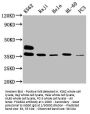 FCGR2A Antibody