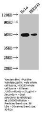JUND Antibody
