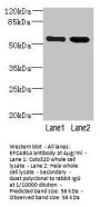EFCAB14 Antibody