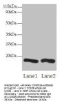 CHMP2A Antibody