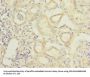 RBPMS Antibody