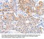 F13A1 Antibody