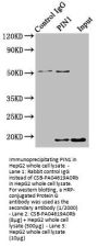 PIN1 Antibody