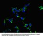 LASP1 Antibody