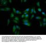 MT3 Antibody
