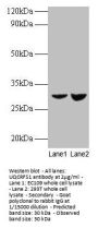 UQCRFS1 Antibody