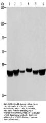 HNRNPH1 Antibody