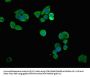 SLC6A8 Antibody