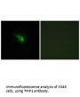 TP53AIP1 Antibody