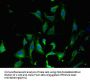 KARS Antibody