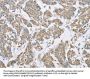 ECHS1 Antibody