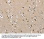 ECHS1 Antibody