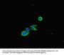CFL1 Antibody