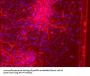GFAP Antibody