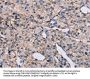 EPHA7 Antibody