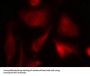 SMAD2 (Ab-467) Antibody