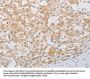 PDE4D Antibody