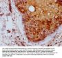 UBB Antibody