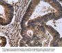 FSTL1 Antibody