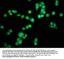 PDCD6 Antibody