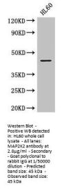 MAP2K2 Antibody