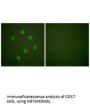 MKI67 Antibody