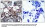 Phospho-EGFR (Tyr1197) Antibody