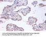 COMMD4 Antibody