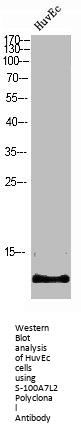 S100A7L2 Antibody