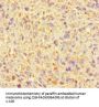 SUMO2 Antibody