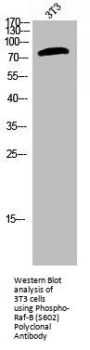 Phospho-BRAF (S602) Antibody