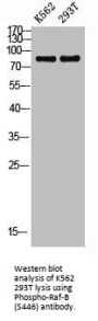 Phospho-BRAF (S446) Antibody