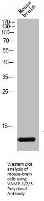 VAMP1/VAMP2/VAMP3 Antibody