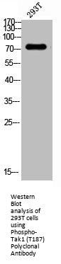 Phospho-MAP3K7 (T187) Antibody