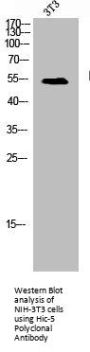 TGFB1I1 Antibody