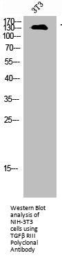 TGFBR3 Antibody